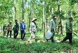 Truy quét "thòng lọng tử thần" giữa đại ngàn Tây Nguyên