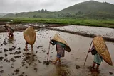 Ngôi làng nhiều mưa nhất thế giới, dân phủ cỏ mái nhà để giảm tiếng ồn