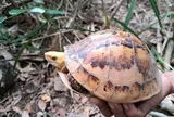 Nhiều loài rùa quý hiếm được phát hiện giữa rừng Trường Sơn