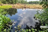 Sông Vàm Cỏ Đông đổi màu đen: Điều gì đang xảy ra?