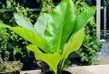 5 lợi ích khi trồng cây đại phú gia