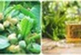 Lá bàng có tác dụng gì?