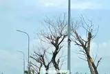 Hai dự án gần 9 tỷ đồng chưa bàn giao, nhiều cây xanh đã chết: Chủ đầu tư nói gì?