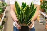 5 lý do vì sao nên trồng một cây lưỡi hổ trong nhà