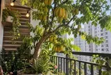 Tin vui cho những người đang trồng cây khế
