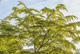 Vì sao Hà Nội cấm trồng loài cây mang tên dược liệu quen thuộc với nhiều người Việt?