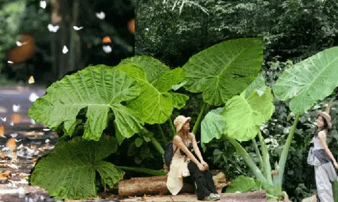 Trải nghiệm thế giới "Ghibli đời thực" ngay gần Hà Nội: Nơi này đang chờ bạn với những cánh rừng đậm chất cổ tích và một nhịp sống đủ chậm để nhớ cả đời!