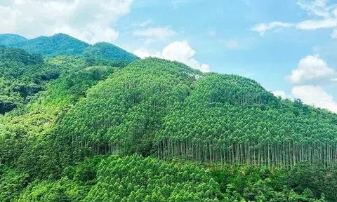'Ông trùm' Amazon muốn mua tín chỉ carbon rừng Việt Nam