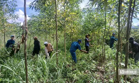 Trồng rừng giữa mùa mưa: Hạt giống sinh kế, lá chắn phòng chống thiên tai