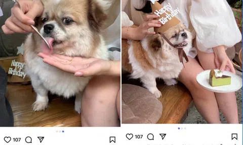Xôn xao quán cà phê nổi tiếng ở Hà Nội bị tố cho thú cưng dùng chung dụng cụ với khách, phía quán nói gì?