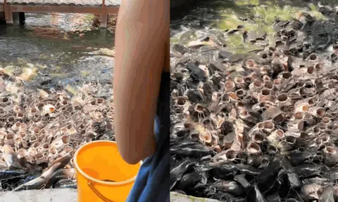 Video du khách cho cá ăn khiến hơn 10 triệu người "nổi da gà rần rần", hội sợ lỗ chỉ biết khóc thét