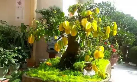 Trồng cây này trước cửa vừa cho bóng mát vừa giúp gia đình thịnh vượng, con cháu dễ thành tài
