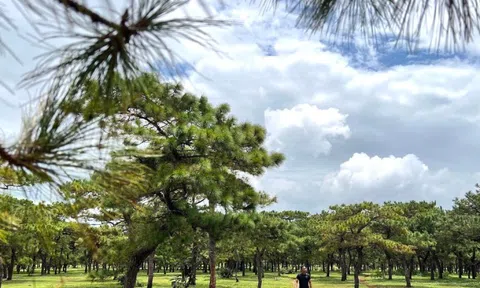 Toàn cảnh rừng thông làm dự án sân golf FLC dang dở, đang điều chỉnh quy hoạch