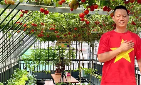 Gửi rau thay lời cảm ơn: Ông bố Hà Nội biến sân thượng thành vườn, tặng nông sản cho người ủng hộ thiện nguyện