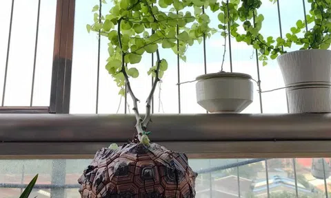 Chồng chê cây của vợ là “đống đá kỳ dị”, cư dân mạng liền phản pháo: “Không hiểu thì đừng nói nhảm!”