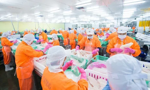 Thủy sản Nam Việt bứt tốc, vượt kế hoạch lợi nhuận sau 6 tháng