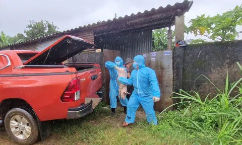 Tiêu hủy đàn lợn nhiễm dịch tả lợn Châu Phi tại Lâm Đồng