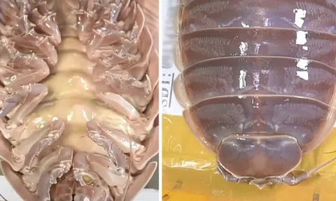Loại hải sản "nhà giàu" cực đáng sợ ngay tại Việt Nam: Giá lên tới 4 triệu/con nhưng người khen kẻ chê
