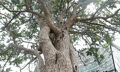3 loại cây cảnh được người giàu thích trồng hơn cả hoa: Vừa sang trọng, đẹp nhà, vừa tốt cho sức khỏe