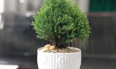 Trong nhà đặt 5 loại cây cảnh này, may mắn tăng nhanh, tài lộc vào như nước