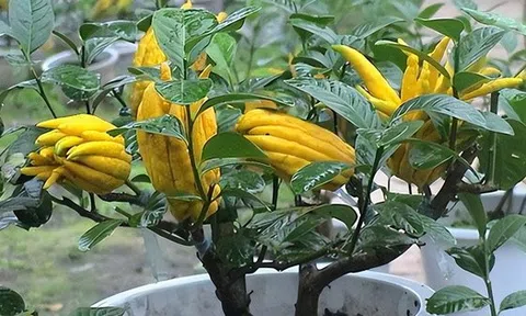 Ông bà xưa nói: Trồng được 1 trong 6 loại cây này trước nhà, tài lộc ắt sẽ ùn ùn kéo đến