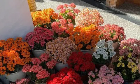 Người giàu bí mật trồng 5 cây cảnh trong nhà: Vận khí thăng hoa, "ăn sạch" bụi bẩn như chưa từng tồn tại