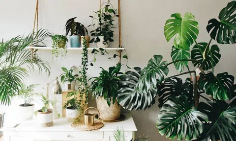 Người ở chung cư bí mật trồng 10 loại cây cảnh: là "máy lọc bụi mịn, bức xạ điện từ", lại hút lộc hút tài, nhà giàu rất chuộng