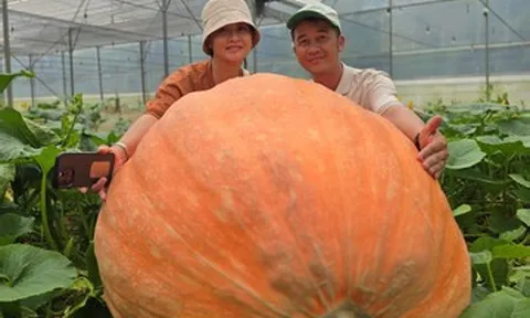 Thu hoạch quả bí ngô hơn 170kg, người đàn ông ở Lâm Đồng có quyết định bất ngờ
