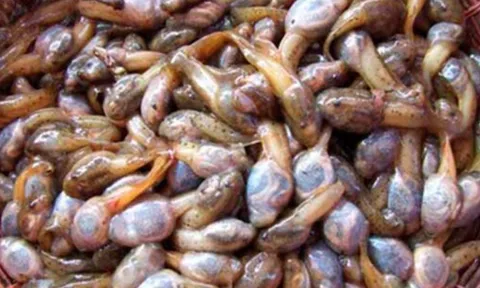 Đặc sản nòng nọc om măng rừng xứ Thanh: Món ăn khiến nhiều người sững sờ khi nghe tên