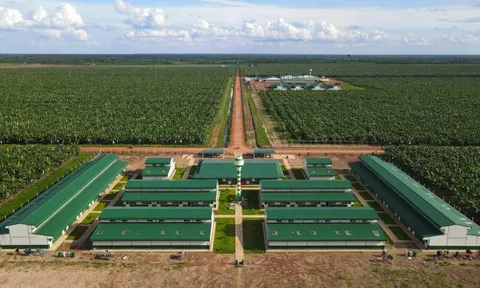 Thaco Agri báo lãi sụt giảm, nợ vay tăng vọt