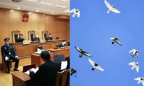 Cựu cục trưởng mê chim bồ câu quý, nhận hối lộ gần 100 con trị giá hàng tỷ đồng