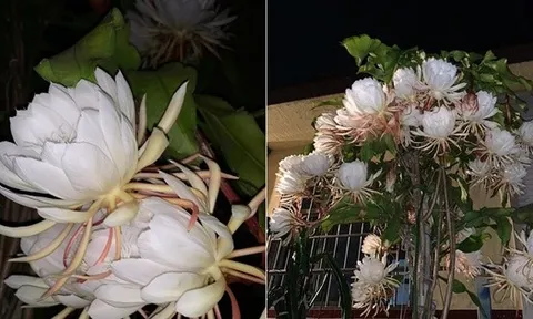 Sau 5 năm kiên trì, chồng tôi khiến cả xóm ngỡ ngàng: Cây hoa Quỳnh nở rộ hóa thành “tiên nữ giữa đêm”