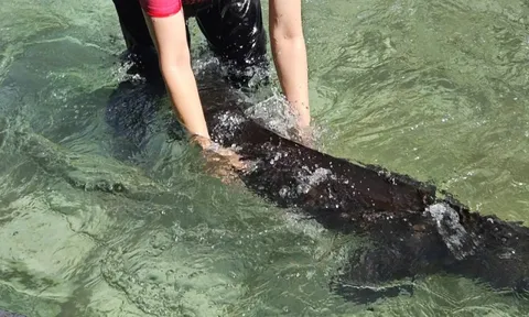 Cá tầm 'khổng lồ' sẽ được bán tại Tuần lễ Nông sản Việt 2025