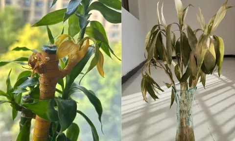 Cây trúc may mắn bị “cấm cửa” vì 4 lý do này: Hãy nghe lời khuyên của tôi - đừng trồng nó nữa!