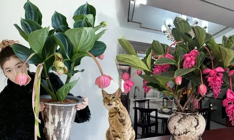 Giới chơi cây đang mê tít hoa bảo liên đăng: Loài hoa hồng rủ như đèn chùm, giúp phòng khách sang như resort