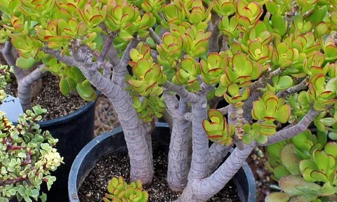 Không phải phát tài, kim tiền, người Trung Quốc coi đây mới là cây phú quý: Nhiều người Việt chưa biết