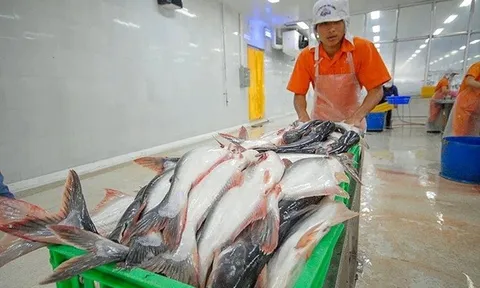 Cá tra Nam Việt lập đỉnh lợi nhuận năm 2025