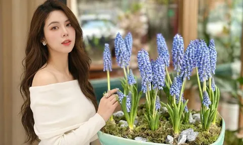 Loài hoa đang được chị em Hà Nội săn lùng dịp Tết: Giá chỉ bằng bát phở mà sang chảnh như trời Tây, đặt đâu cũng thấy lộc về