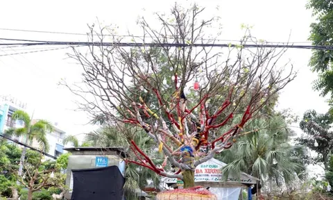 Cây mai trăm tuổi giá hơn 3 tỷ đồng ở An Giang