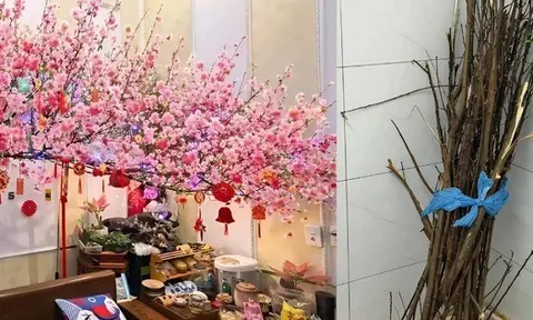 Miền Bắc lúc này: Đào chưa kịp Tết đã bung hết hoa, cả cõi mạng xin nhau tips “hoãn lại cái sự xinh đẹp ấy”