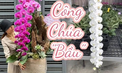 Tự nhiên Tết năm nay, người ta lại thi nhau mua một loại hoa có cái tên cực mỹ miều đi biếu tặng, vừa có gu vừa tinh tế