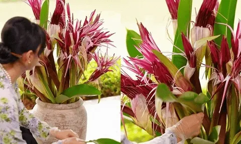 "Phú bà Long Biên" mách nước chưng Tết: Chỉ một bình hoa náng đỏ, nhà cửa thơm nức, rước lộc đầy tay