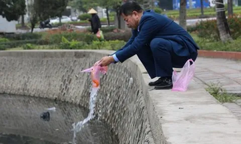 Cá chép 'ngửa bụng' sau khi được thả ở hồ nước mặn ngày ông Công ông Táo