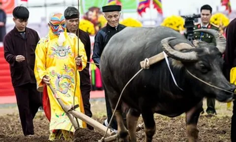 Lão nông 76 tuổi ở Ninh Bình 7 năm liền hóa thân thành vua xuống ruộng đi cày