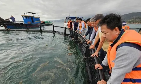 Dùng chiếc lồng kỳ diệu, ngư dân nuôi cá mú lãi gấp 3 lần, hàng trăm triệu đổ về túi