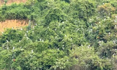 Ngỡ ngàng đàn cò cả nghìn con phủ trắng sườn đồi ở Đắk Lắk