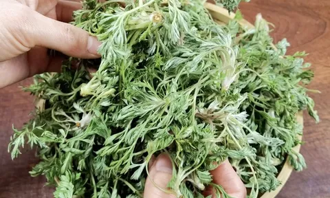 Bắt được "báu vật" mùa xuân mọc đầy rải rác: Đem làm món hấp ngọt mềm tơi xốp, nhà nội nhà ngoại gắp không ngừng đũa