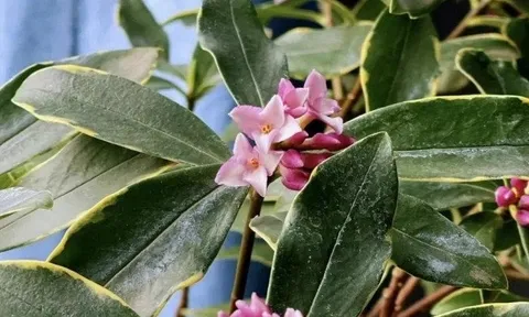 3 loài hoa dễ trồng, chạm đất là sống: Vài năm sau thân còn hóa gỗ, dáng đẹp như bonsai tiền triệu