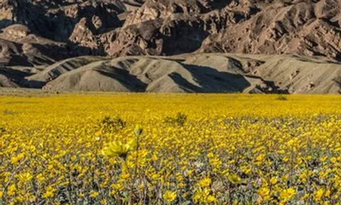 Cảnh tượng hiếm thấy ở Thung lũng Chết sau 10 năm