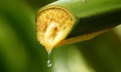 Vợ chồng Thạc sĩ bỏ phố về quê lập nghiệp "mát-xa hoa dừa": Thu 30 tỷ/năm, xuất khẩu loạt nước lớn